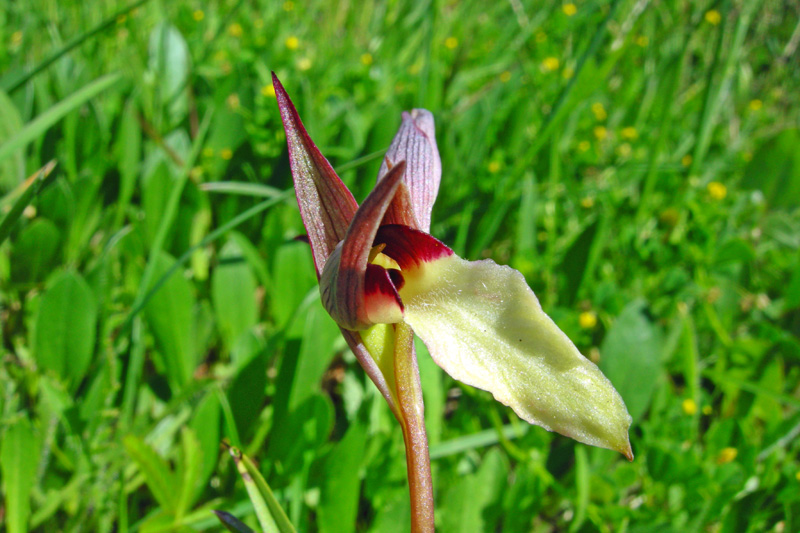 Orchidee del Chianti - Ophrys sphegodes e altre...